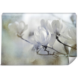 Fototapeta winylowa zmywalna Motyw magnolii