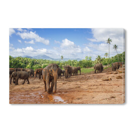 Obraz na płótnie Stado słoni