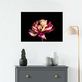 Plakat Wysuszony różowy kwiat na czarnym tle