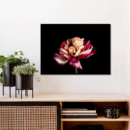 Plakat w ramie Wysuszony różowy kwiat na czarnym tle