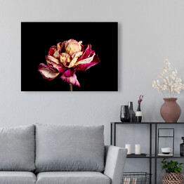 Obraz na płótnie Wysuszony różowy kwiat na czarnym tle
