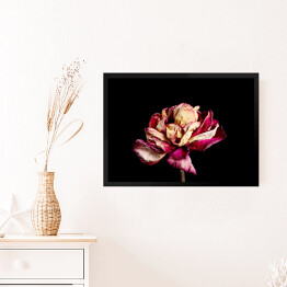 Obraz w ramie Wysuszony różowy kwiat na czarnym tle