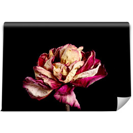 Fototapeta samoprzylepna Wysuszony różowy kwiat na czarnym tle
