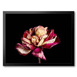 Obraz w ramie Wysuszony różowy kwiat na czarnym tle