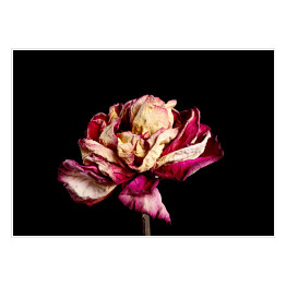 Plakat Wysuszony różowy kwiat na czarnym tle