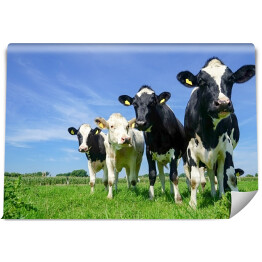Fototapeta Cztery czarno białe krowy na pastwisku