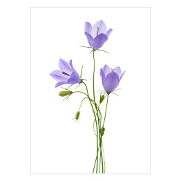 Plakat Trzy błękitne kwiaty - białe tło
