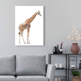 Obraz na płótnie Duża żyrafa na białym tle