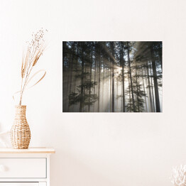 Plakat Pierwsze promienie słońca w mglistym lesie