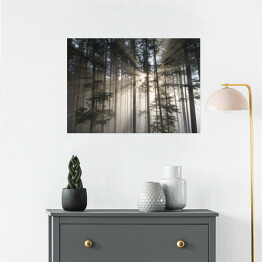 Plakat samoprzylepny Pierwsze promienie słońca w mglistym lesie