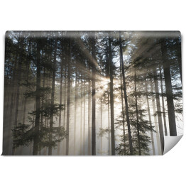 Fototapeta samoprzylepna Pierwsze promienie słońca w mglistym lesie