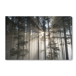 Obraz na płótnie Pierwsze promienie słońca w mglistym lesie
