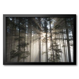 Obraz w ramie Pierwsze promienie słońca w mglistym lesie