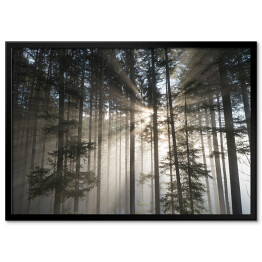 Plakat w ramie Pierwsze promienie słońca w mglistym lesie