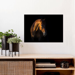 Plakat Brązowy koń na czarnym tle