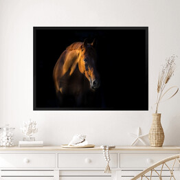 Obraz w ramie Brązowy koń na czarnym tle