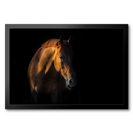 Obraz w ramie Brązowy koń na czarnym tle