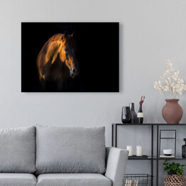 Obraz na płótnie Brązowy koń na czarnym tle