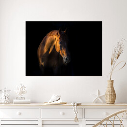 Plakat Brązowy koń na czarnym tle