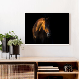 Obraz na płótnie Brązowy koń na czarnym tle