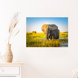 Plakat samoprzylepny Słoń na polanie w słoneczny dzień
