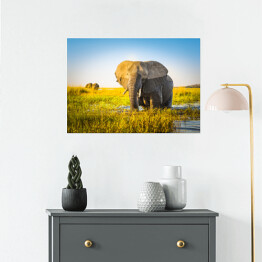 Plakat samoprzylepny Słoń na polanie w słoneczny dzień