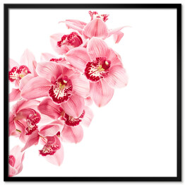 Plakat w ramie Kwiaty orchidei - akwarela na białym tle