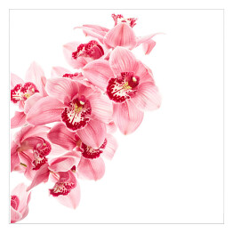 Kwiaty orchidei - akwarela na białym tle