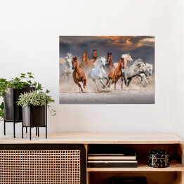 Plakat Stado koni galopujących w pustynnym kurzu podczas zachódu słońca