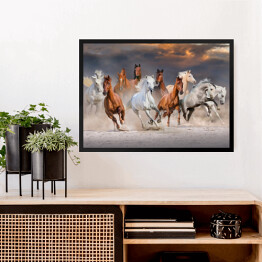 Obraz w ramie Stado koni galopujących w pustynnym kurzu podczas zachódu słońca