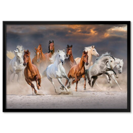 Plakat w ramie Stado koni galopujących w pustynnym kurzu podczas zachódu słońca