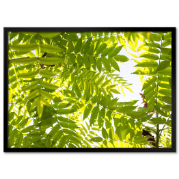Obraz klasyczny Zielone liście na drzewie - przyroda