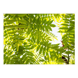 Plakat samoprzylepny Zielone liście na drzewie - przyroda