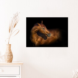 Plakat samoprzylepny Piękny portret brązowego konia