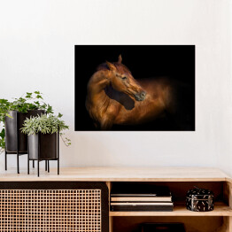 Plakat Piękny portret brązowego konia