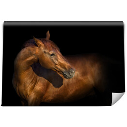 Fototapeta Piękny portret brązowego konia