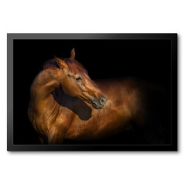 Obraz w ramie Piękny portret brązowego konia