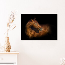 Plakat w ramie Piękny portret brązowego konia