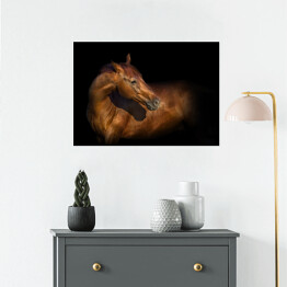 Plakat Piękny portret brązowego konia