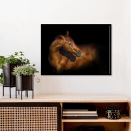 Plakat w ramie Piękny portret brązowego konia