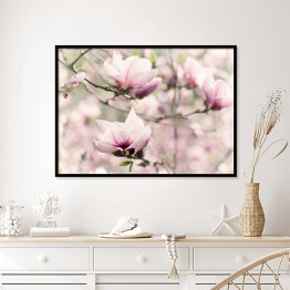 Plakat w ramie Kwitnąca biała magnolia wiosną