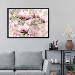 Obraz w ramie Kwitnąca biała magnolia wiosną
