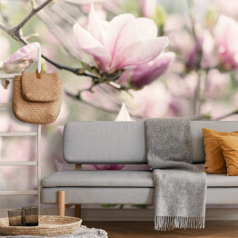 Kwitnąca biała magnolia wiosną