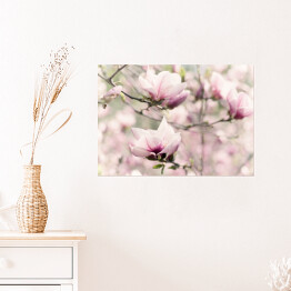 Plakat samoprzylepny Kwitnąca biała magnolia wiosną