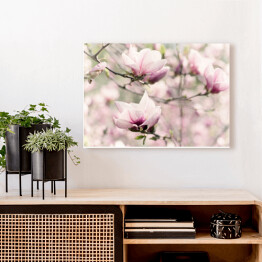 Obraz na płótnie Kwitnąca biała magnolia wiosną