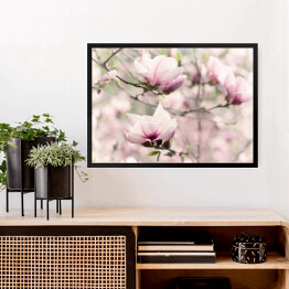 Obraz w ramie Kwitnąca biała magnolia wiosną