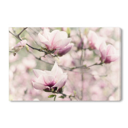 Obraz na płótnie Kwitnąca biała magnolia wiosną