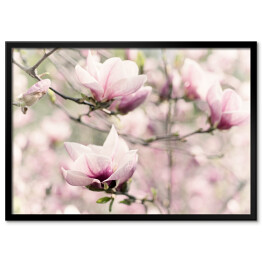 Plakat w ramie Kwitnąca biała magnolia wiosną