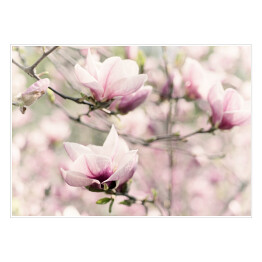 Plakat Kwitnąca biała magnolia wiosną