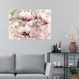 Plakat Kwitnąca biała magnolia wiosną